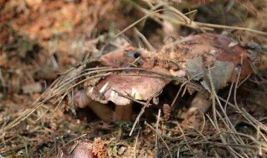 食用菌種滅菌問題？